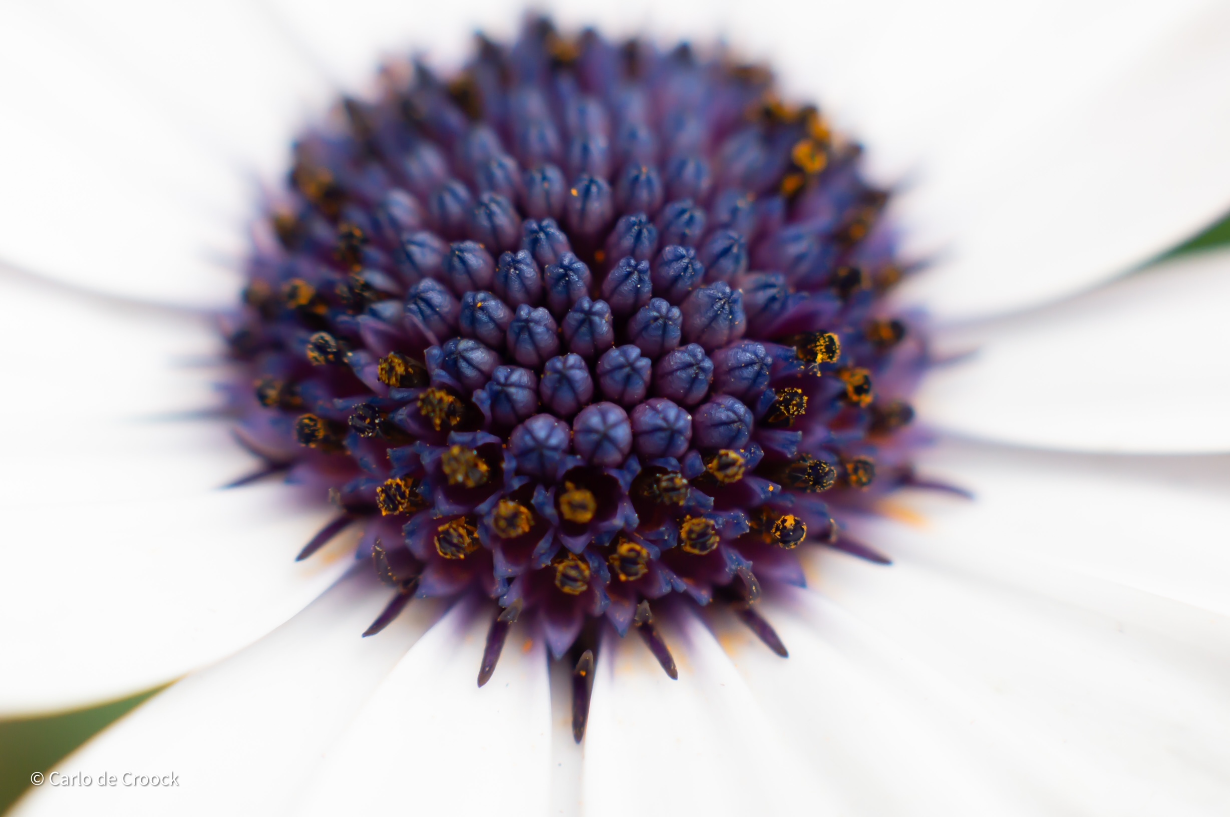 Zen.nl, Zen, meditatie, leren mediteren, foto